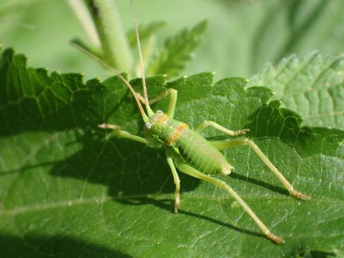 Réf. 180 212 : Uromenus rugosicollis